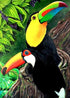 Beautiful Toucan Birds Pair